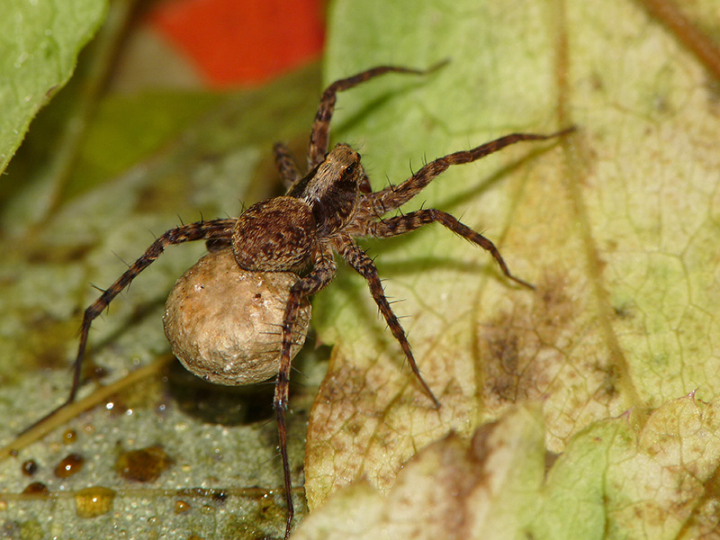 Piccoli Lycosidae:  Pardosa sp.  - Albizzate (VA)